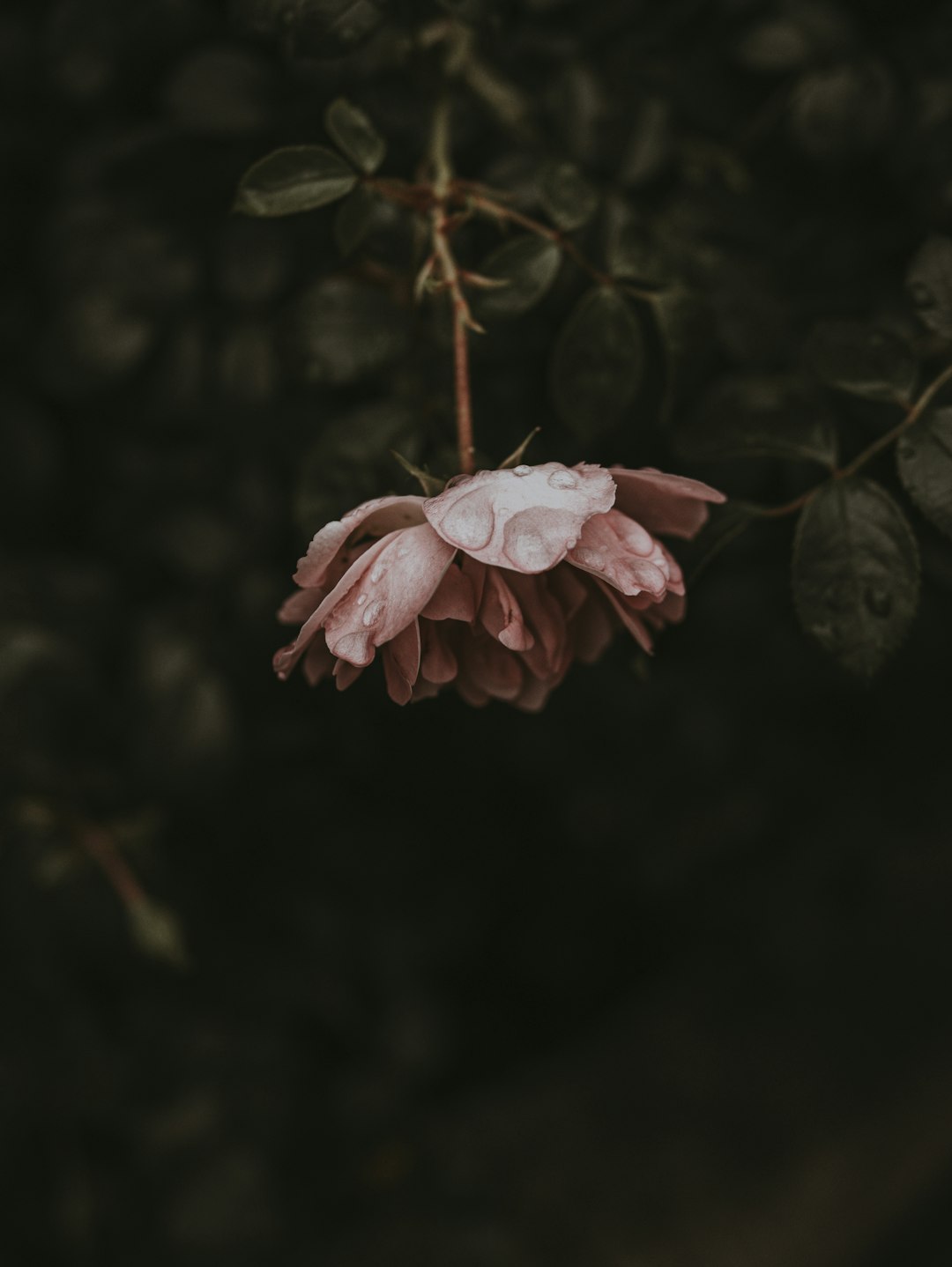 pink rose in bloom during daytime