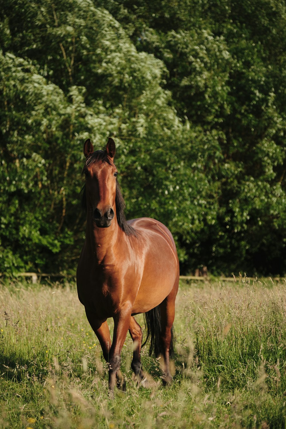 brown horse on green grass field during daytime