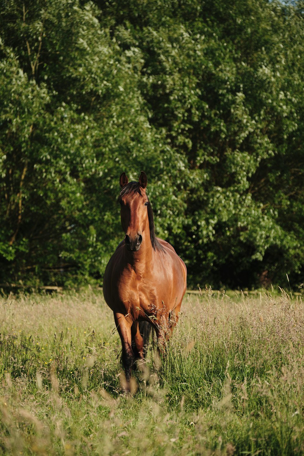 brown horse on green grass field during daytime