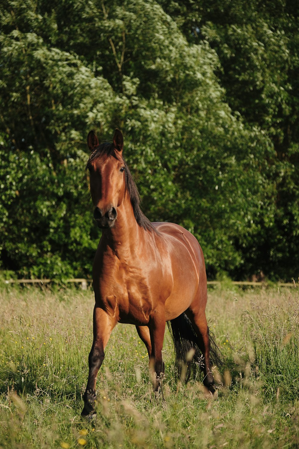 brown horse on green grass field during daytime