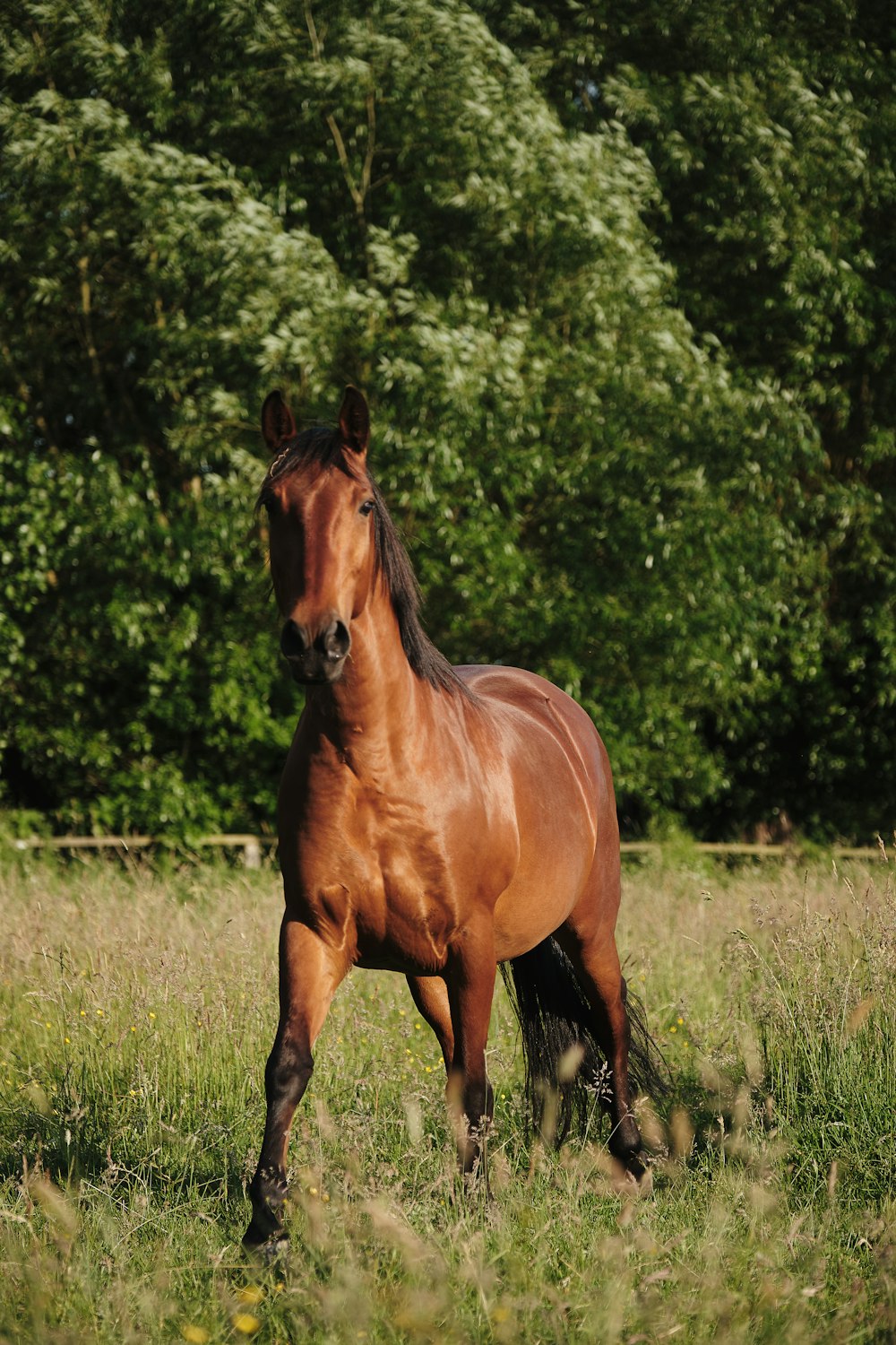 cavallo marrone sul campo di erba verde durante il giorno