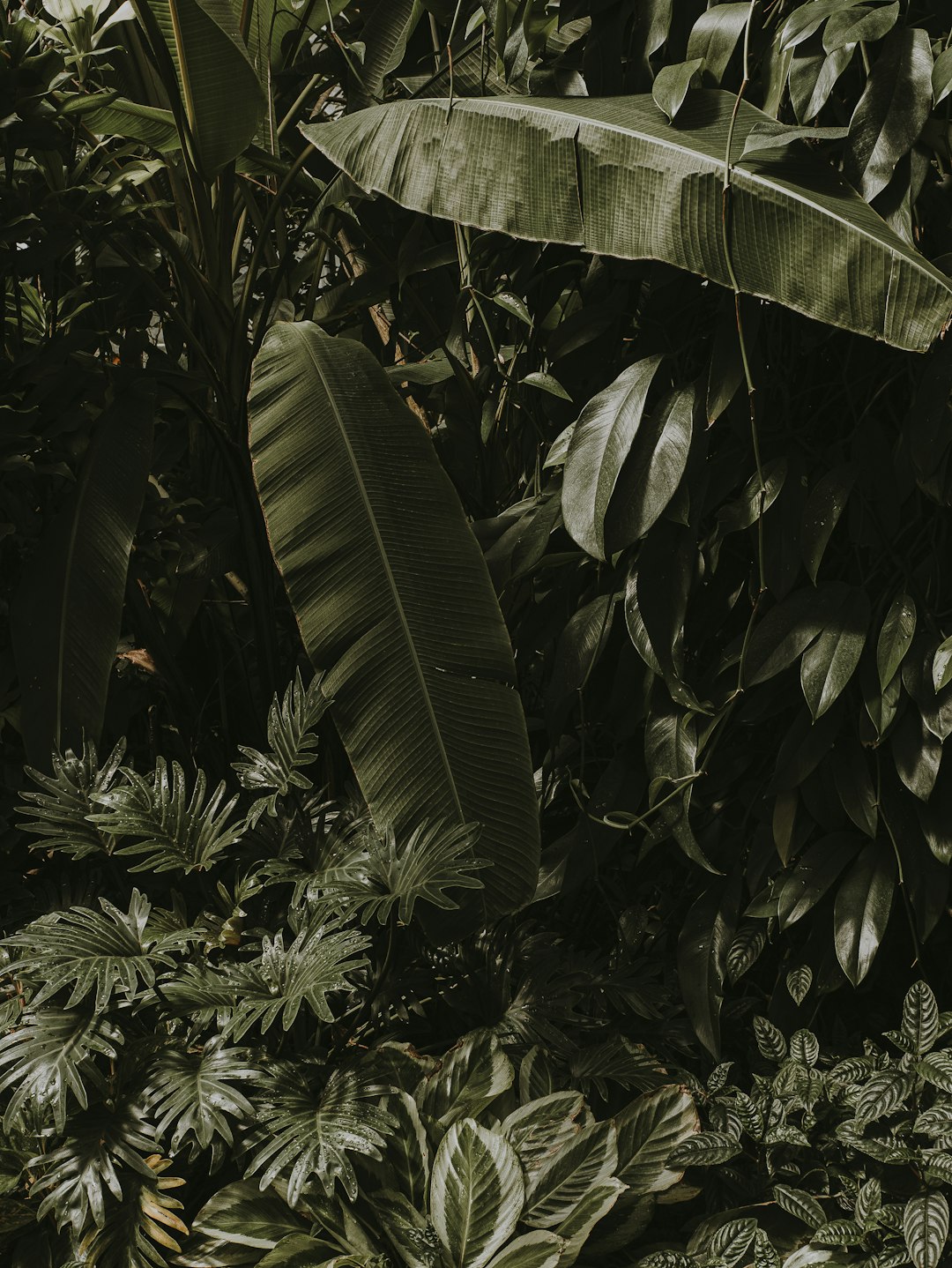 green leaves in close up photography