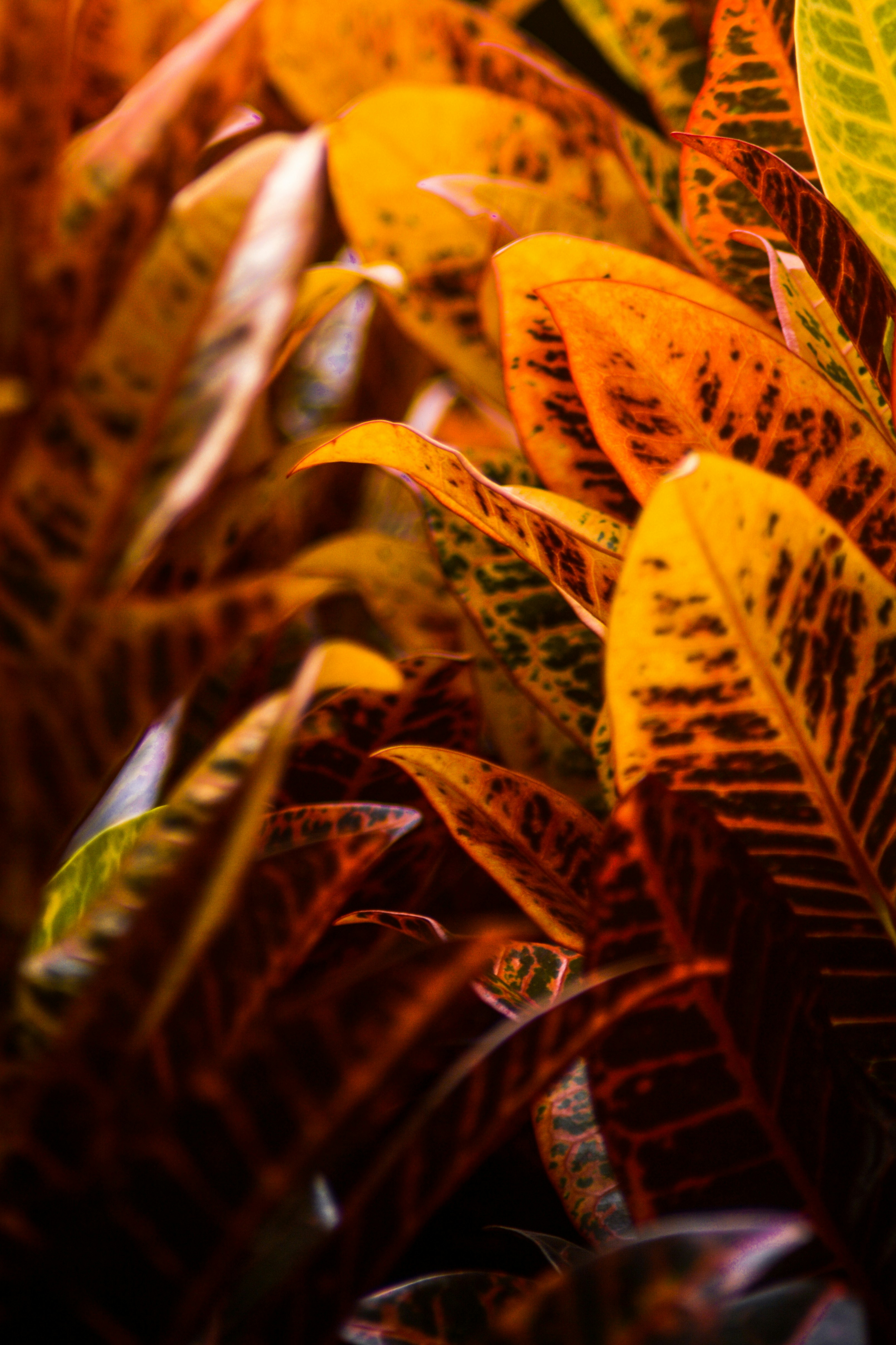 green and yellow leaves in close up photography