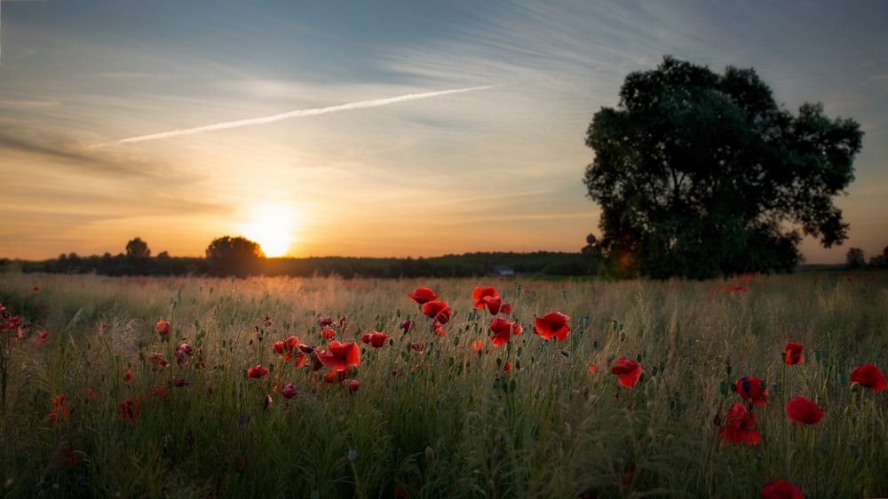 red flowers on green grass field during sunset