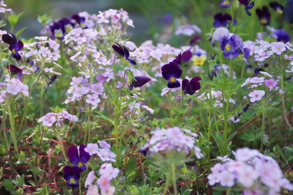 purple and white flowers in tilt shift lens