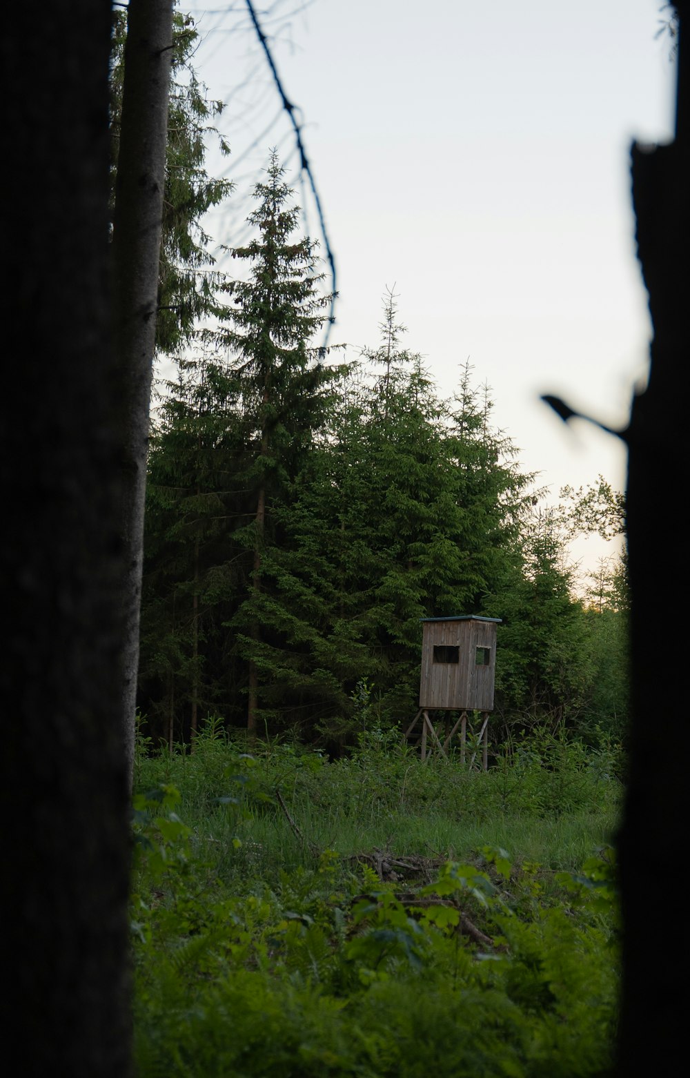 white wooden house in the middle of the forest