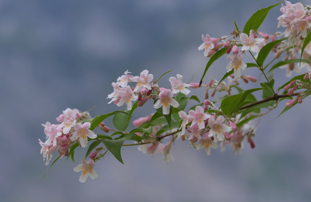 flores brancas e cor-de-rosa na lente tilt shift