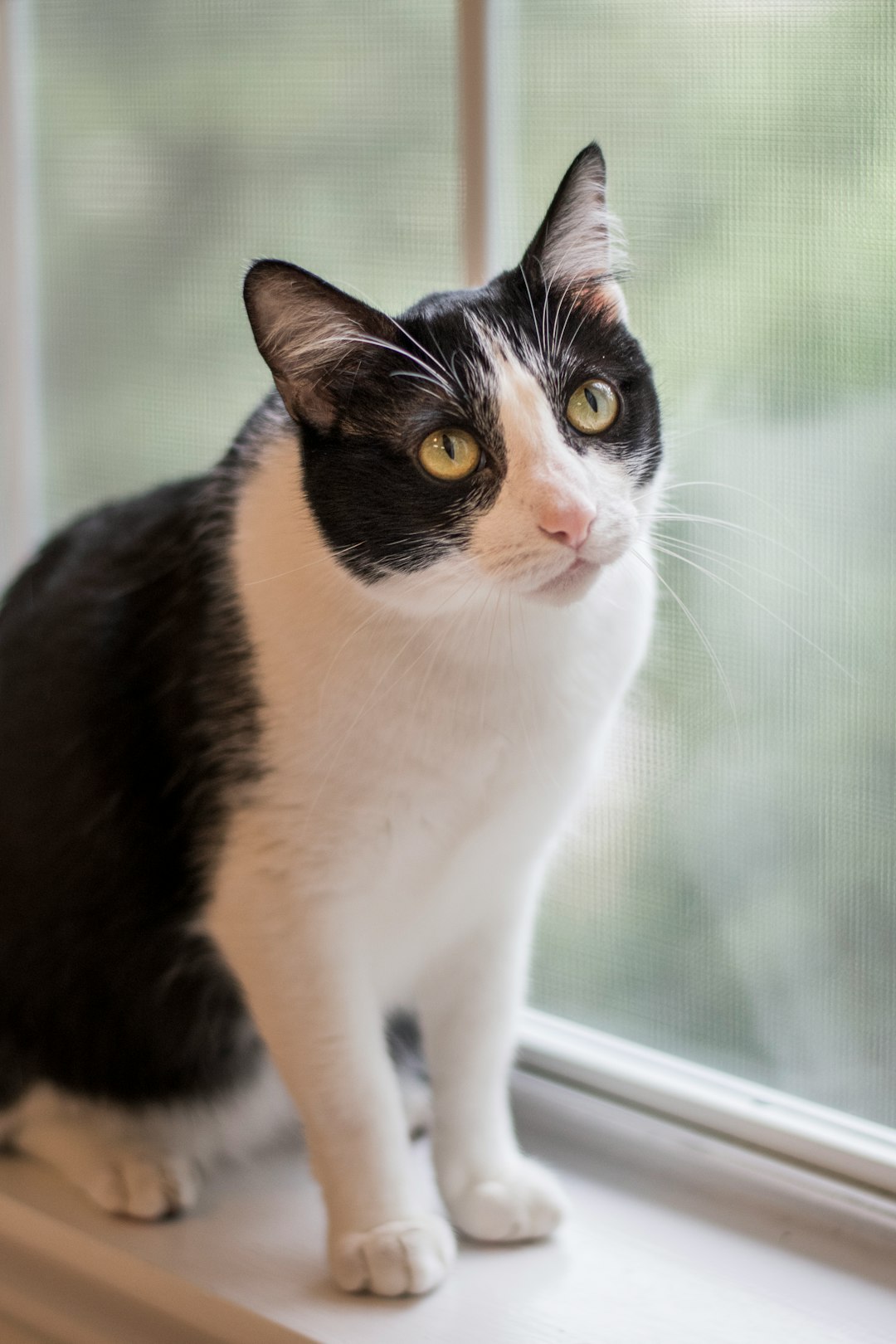 white and black cat looking at the window