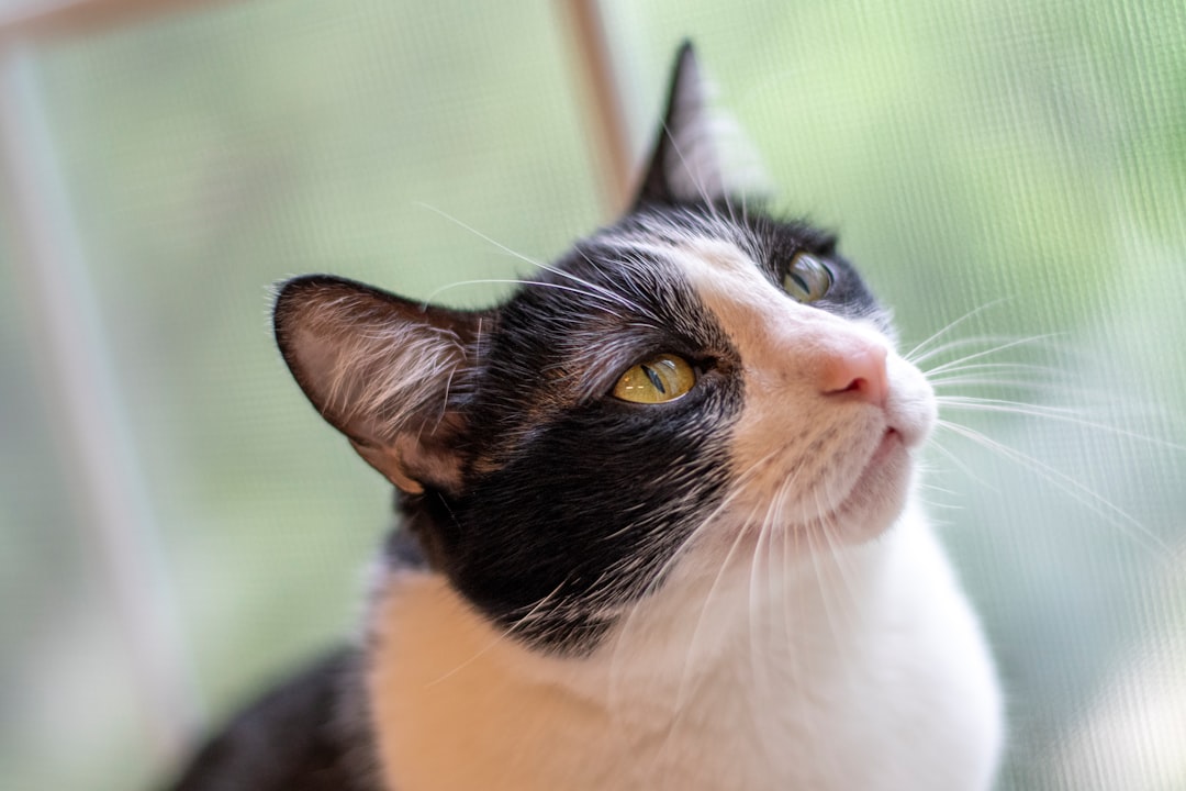 black and white cat on brown wooden table