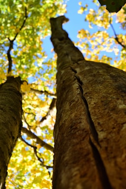 low angle photography of tree during daytime