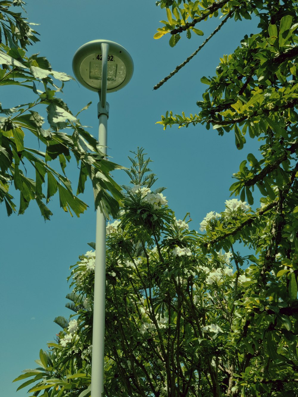 green tree with white street light