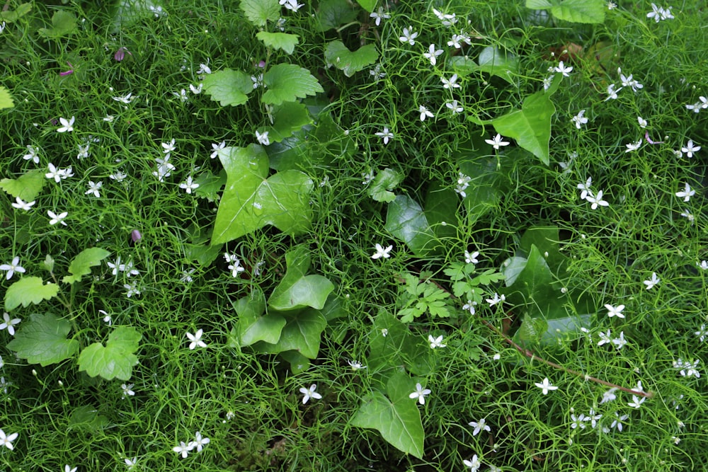 green grass with water droplets