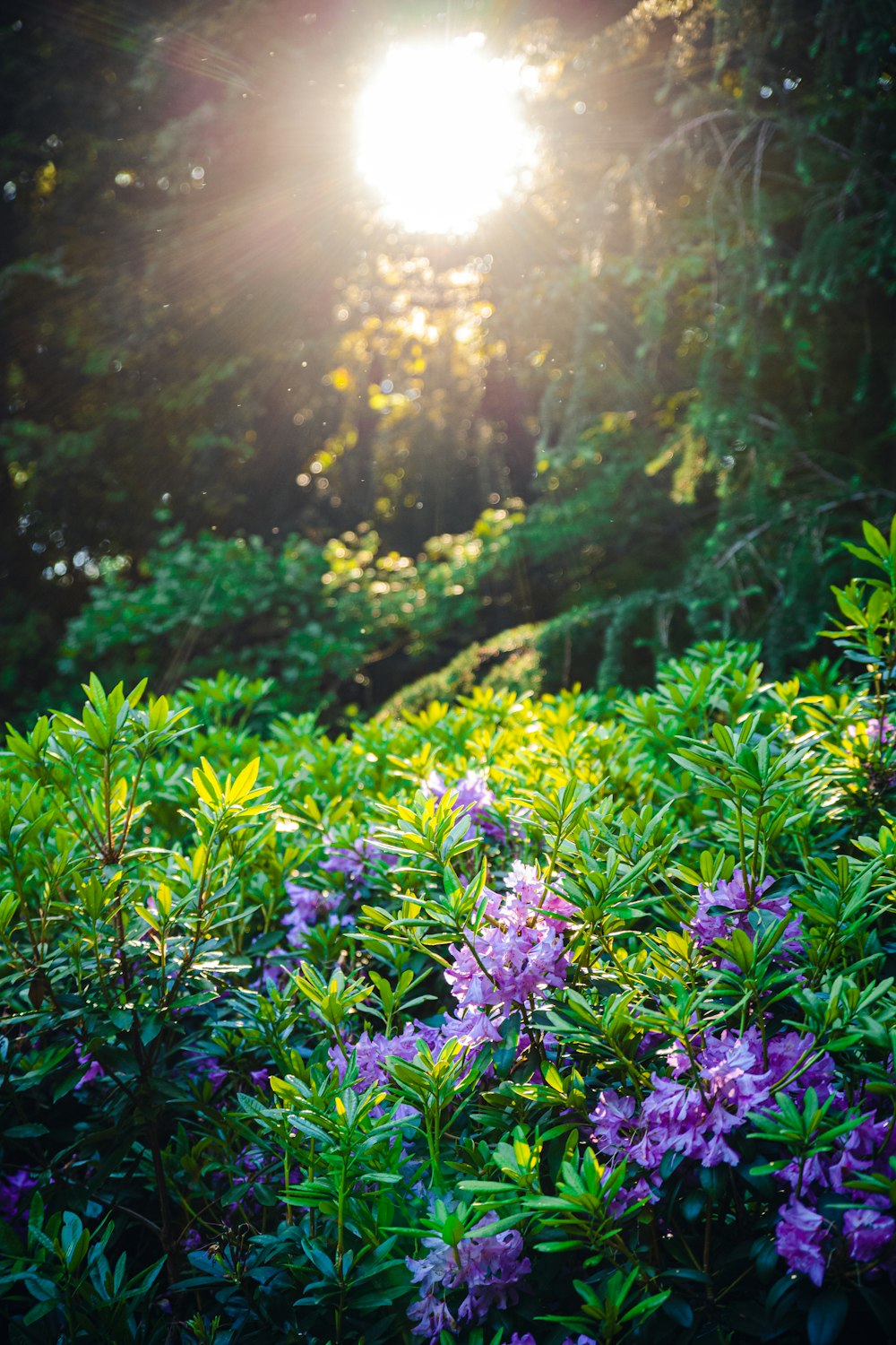 purple flowers in tilt shift lens