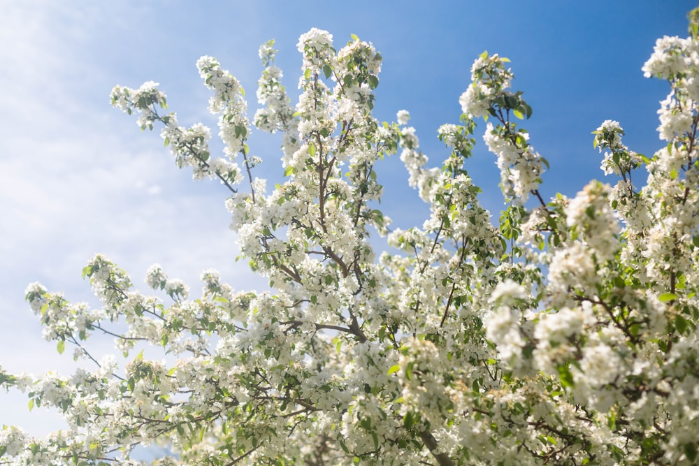 Weiße Blüten unter blauem Himmel tagsüber