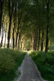 pathway between trees during daytime