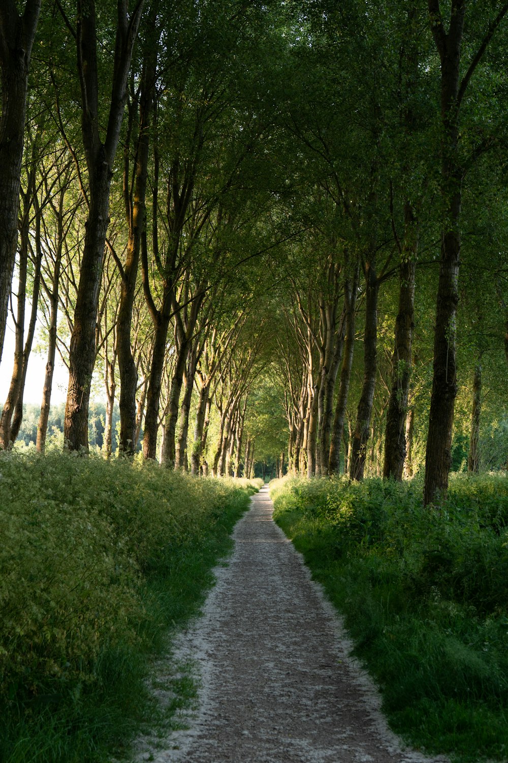 Sentier entre les arbres pendant la journée