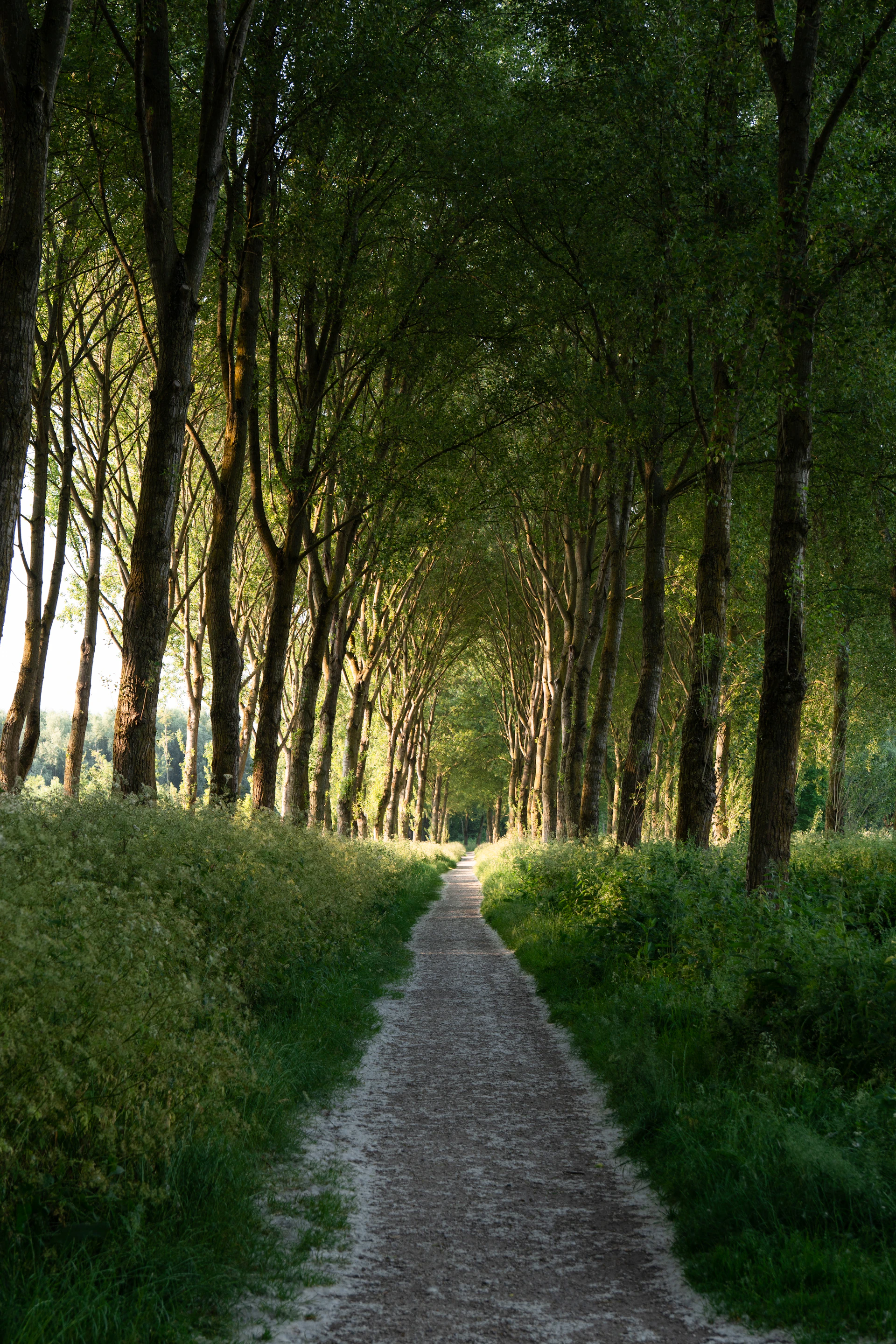 pathway between trees during daytime