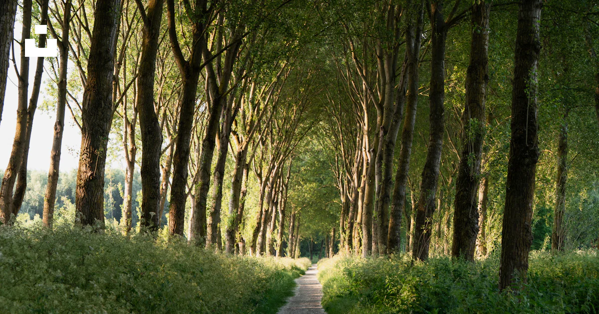 Pathway between trees during daytime photo – Free Nature Image on Unsplash