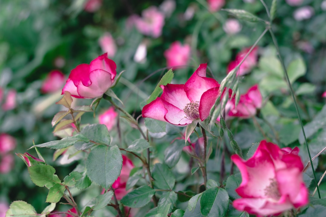 pink roses in tilt shift lens