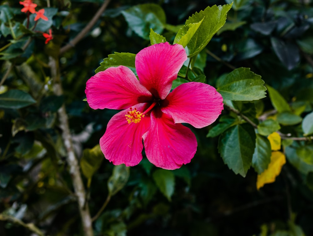 pink hibiscus in bloom during daytime