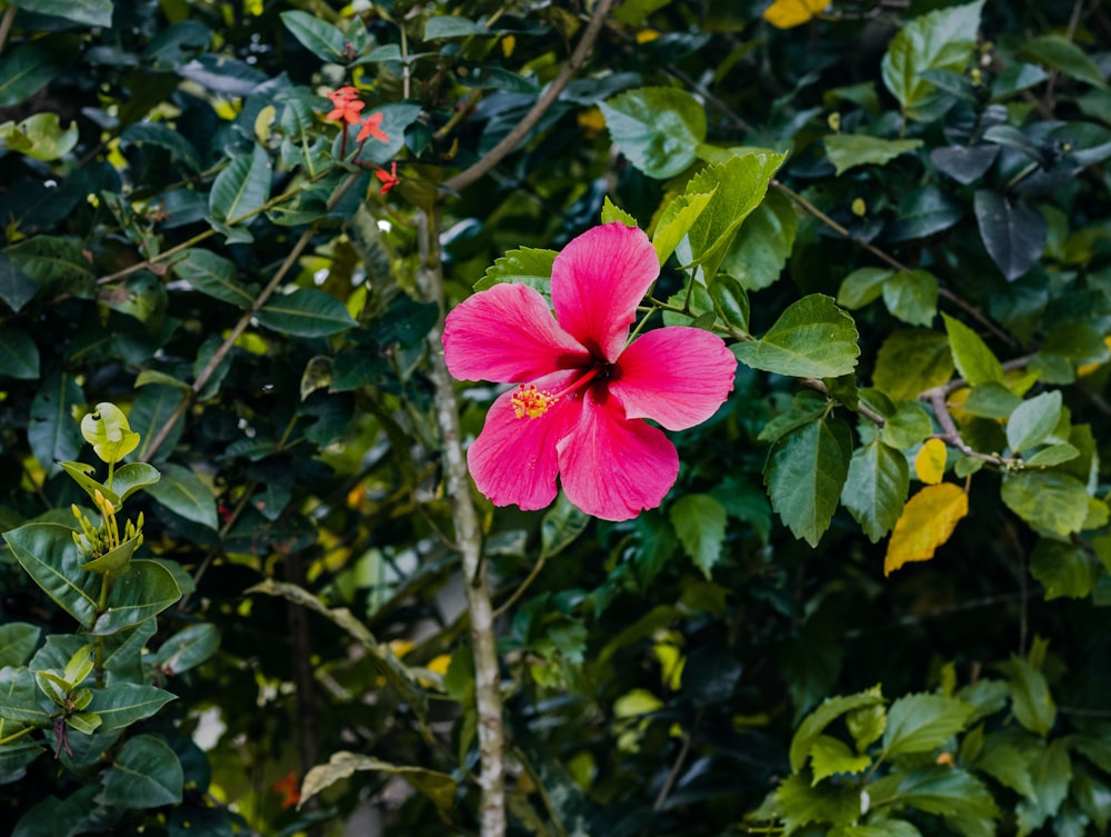 purple flower with green leaves