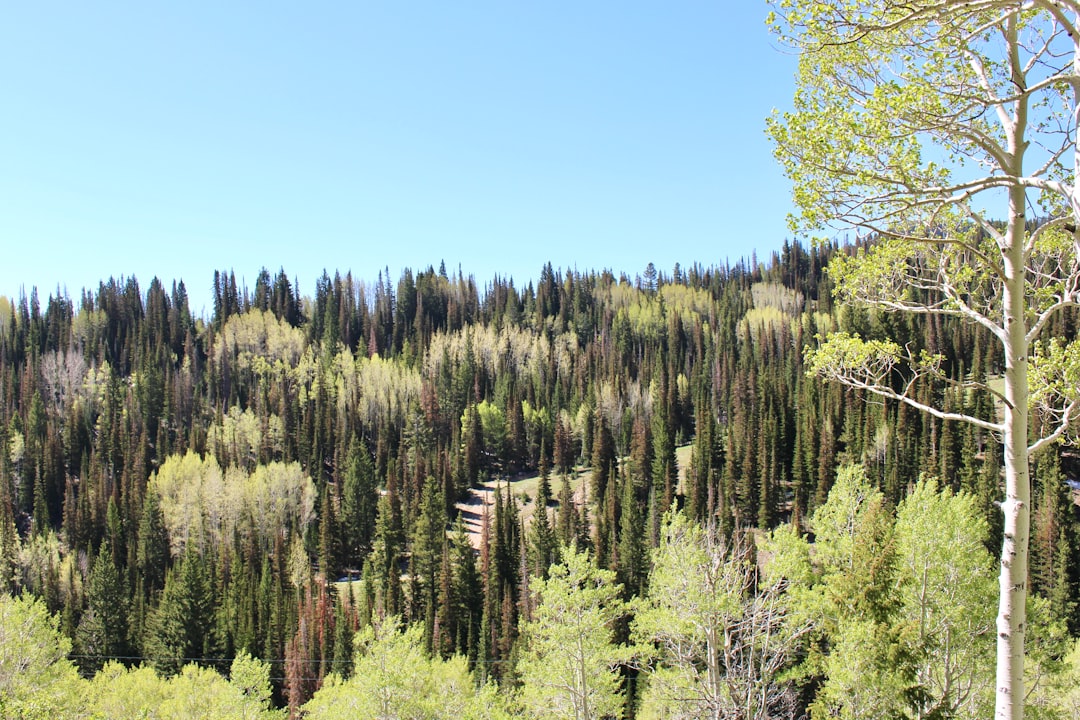 green and brown trees under blue sky during daytime