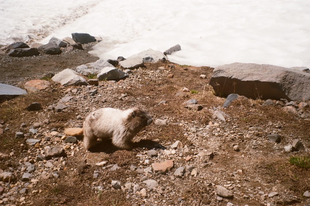 white and brown long coated dog on rocky ground