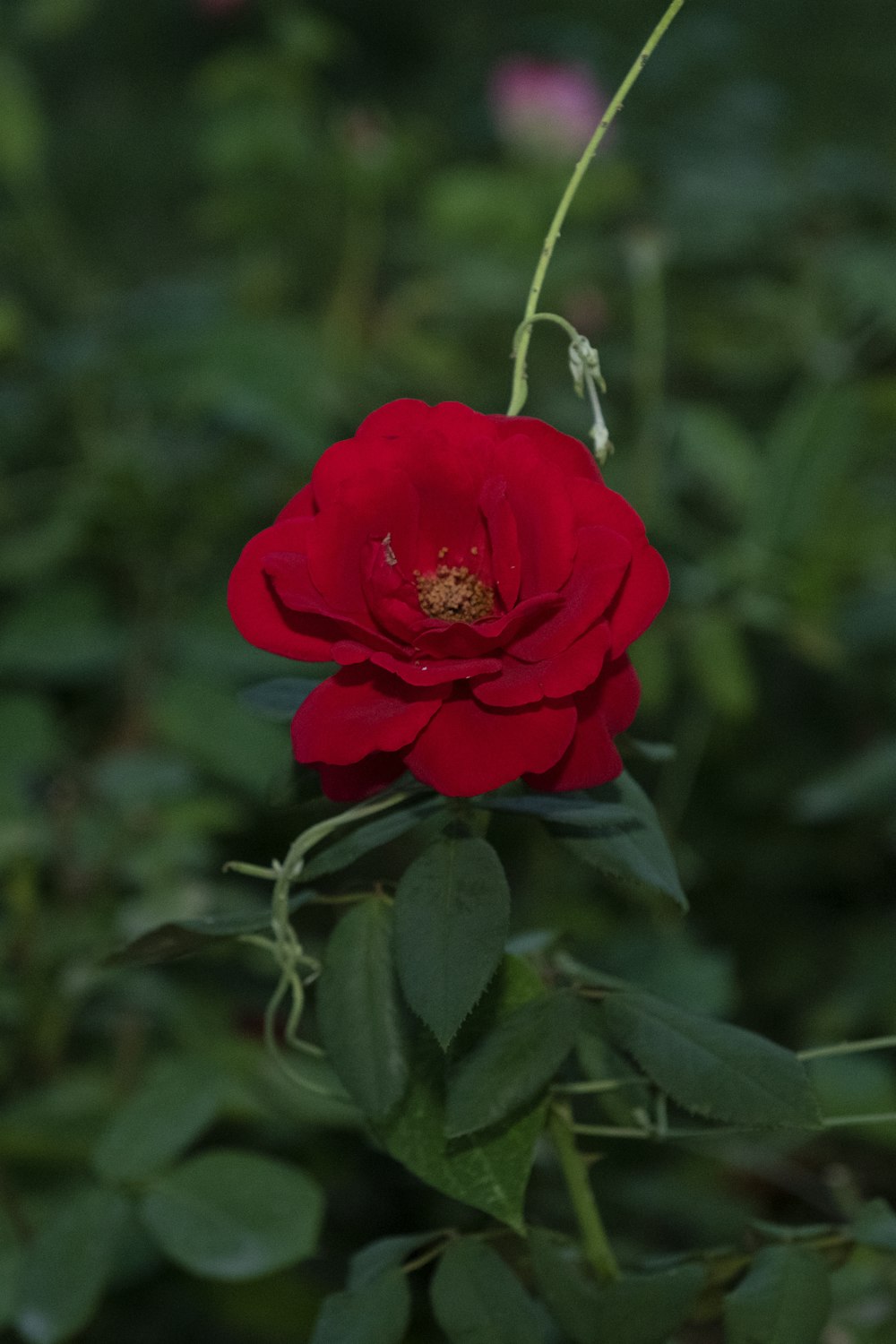 red rose in bloom during daytime