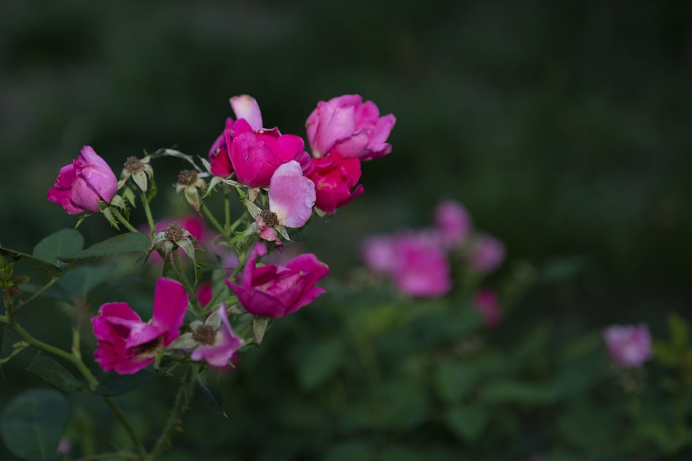 pink flower in tilt shift lens