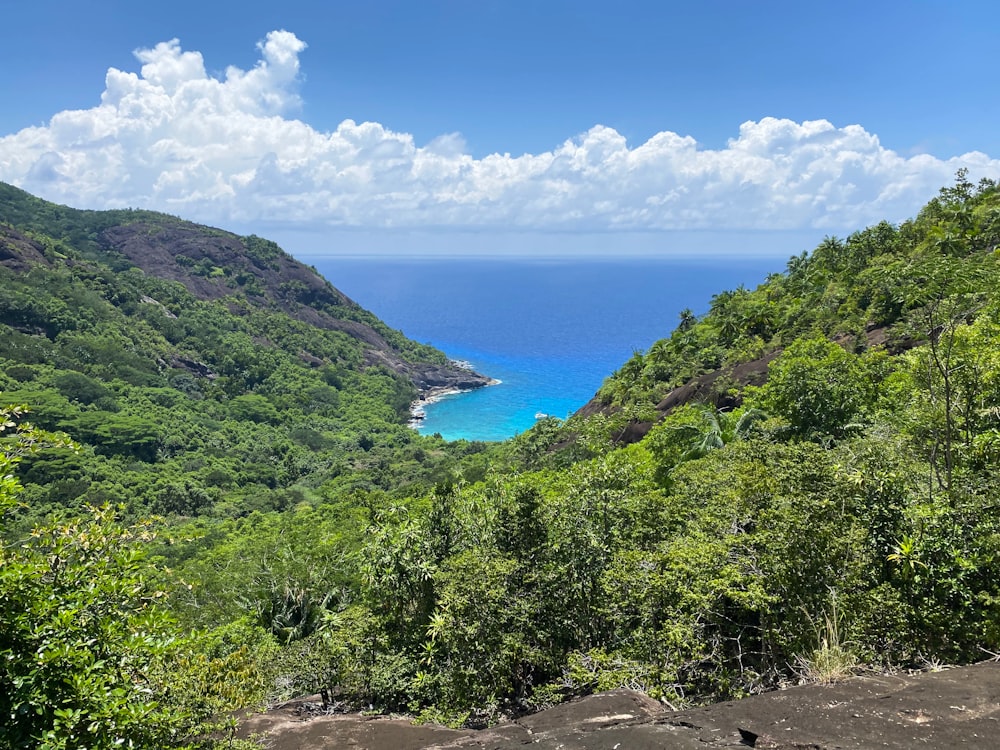 green trees near body of water under blue sky during daytime