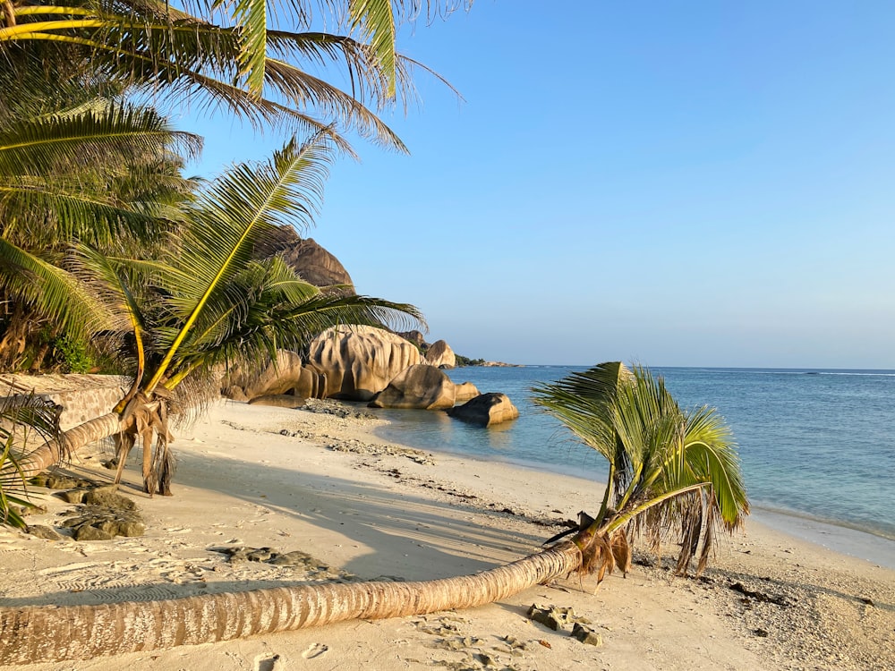 green palm tree near sea during daytime