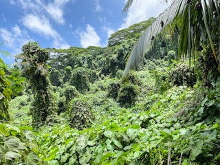 green banana trees on mountain under blue sky during daytime