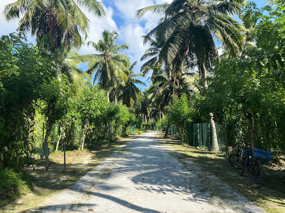 green palm trees on gray concrete road during daytime