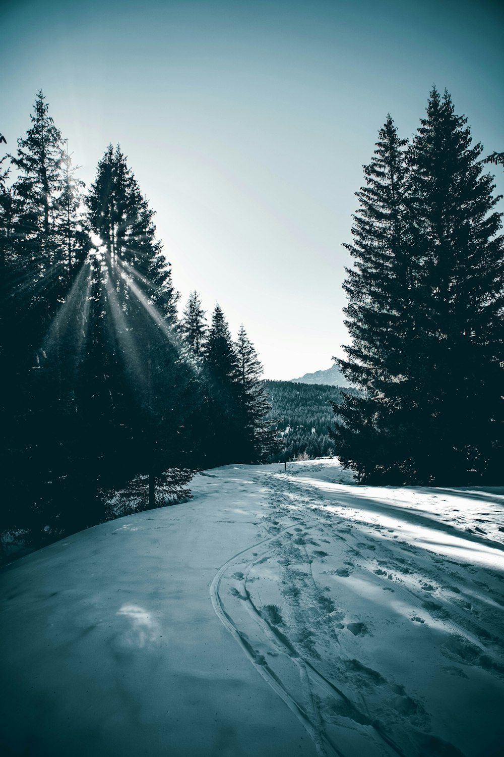 snow covered road between trees during daytime