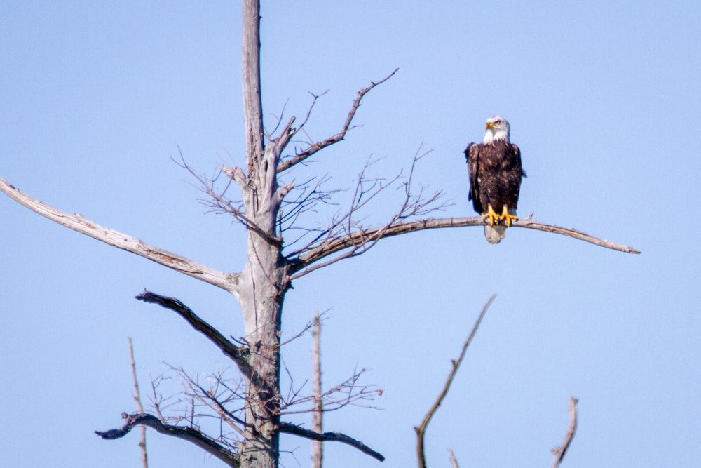 aigle brun et blanc sur l’arbre nu pendant la journée