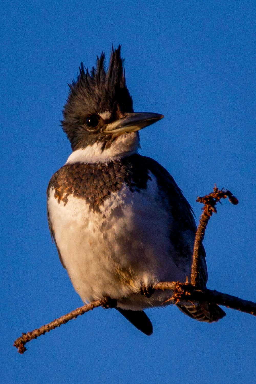 pájaro blanco y negro en la rama marrón del árbol