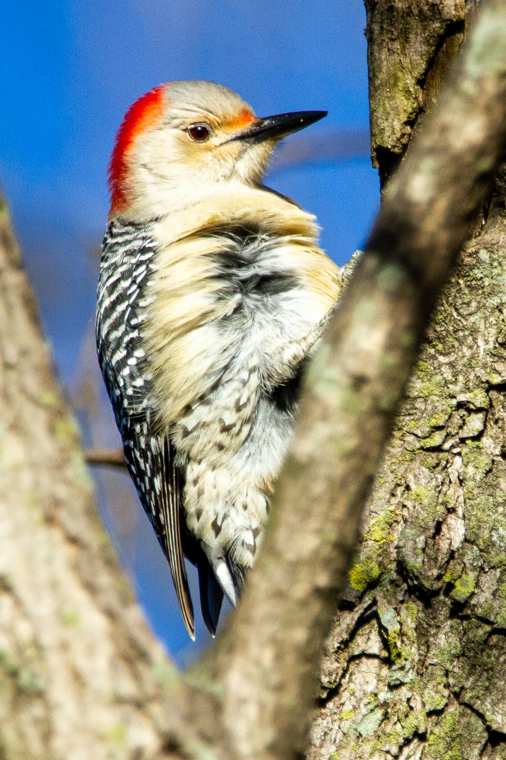 weißer schwarz-gelber Vogel auf braunem Ast