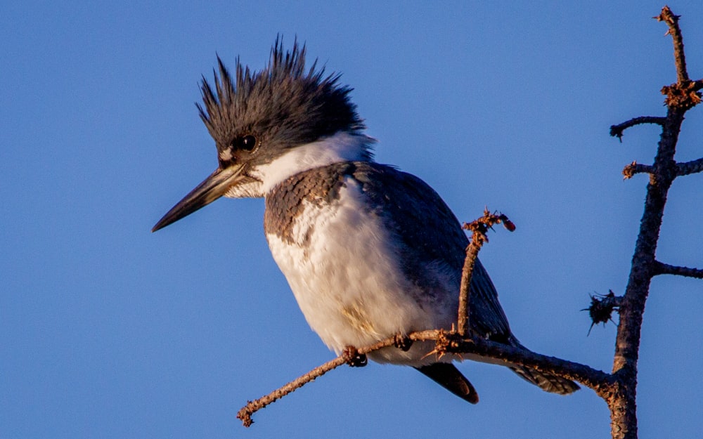 pájaro azul y blanco en cuerda marrón