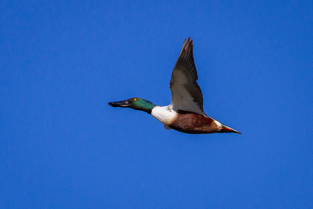 canard brun et blanc volant sous le ciel bleu pendant la journée