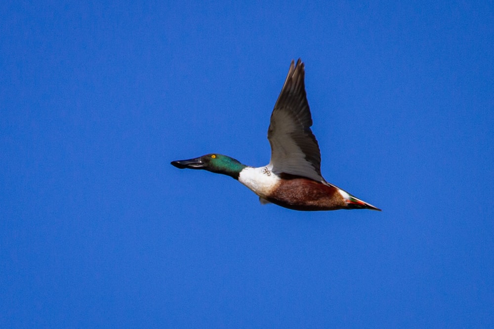brown and white duck flying under blue sky during daytime