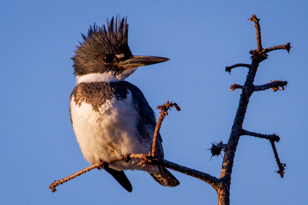 white and black bird on brown tree branch