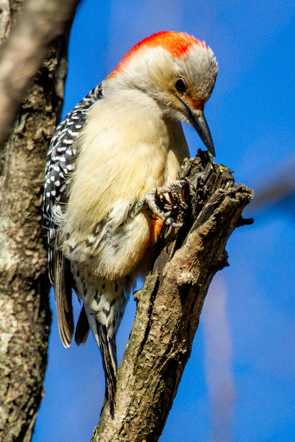 pájaro de plumas blancas y marrones en la rama de un árbol marrón