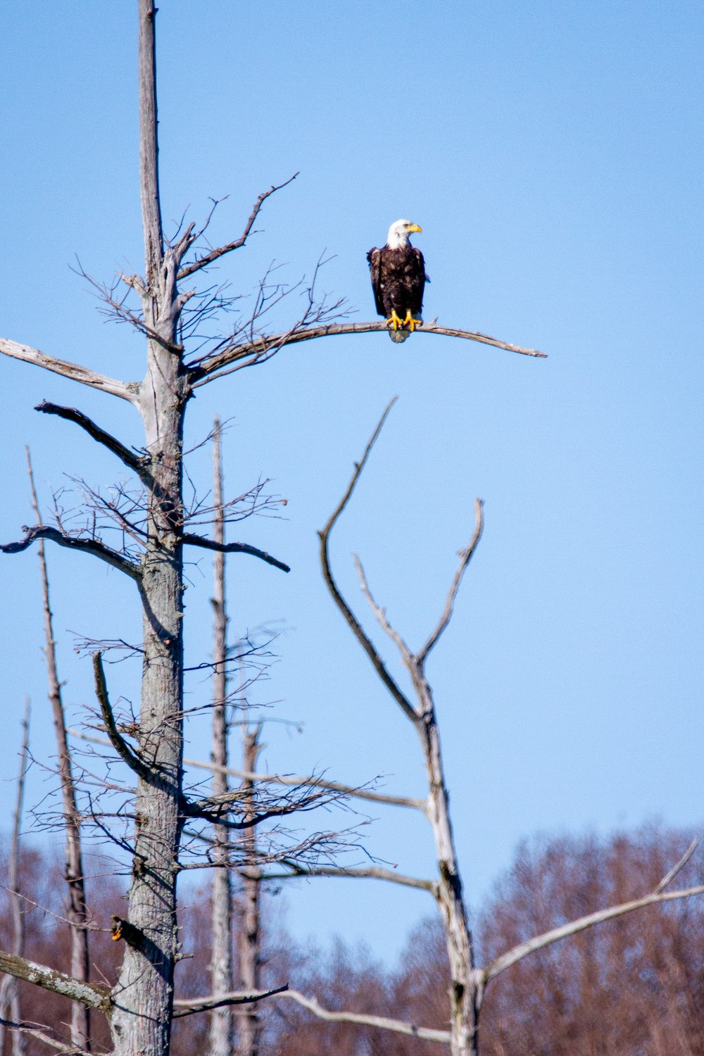 águila marrón y blanca en el árbol desnudo durante el día