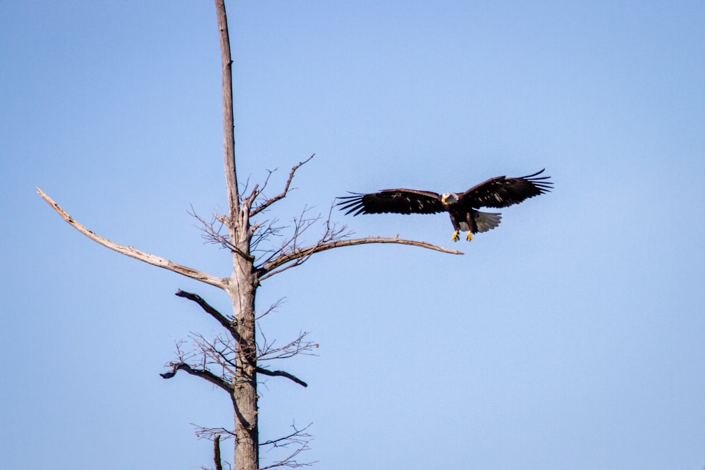 águila blanca y negra volando sobre un árbol desnudo marrón durante el día