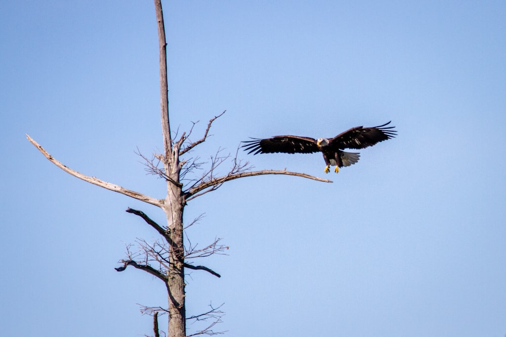 águia preta e branca voando sobre a árvore nua marrom durante o dia