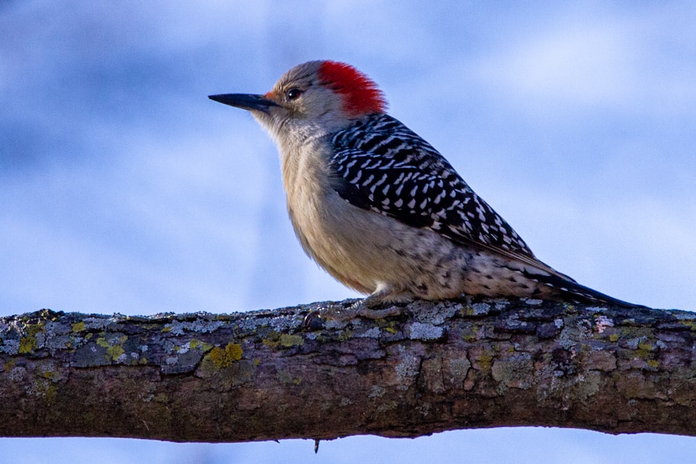 weißer schwarzer und roter Vogel auf braunem Ast