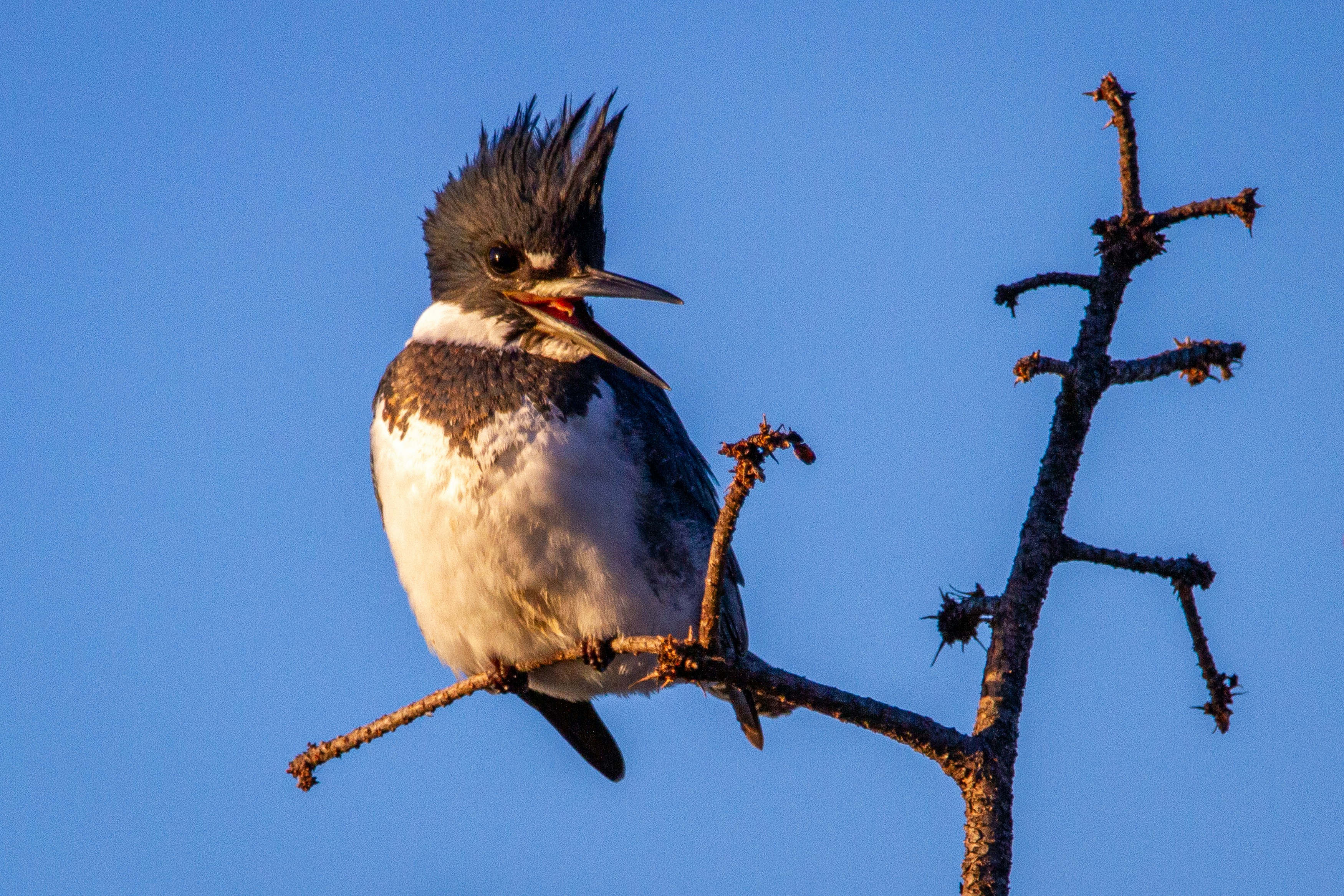 A belted kingfisher perched at the top of a tree.