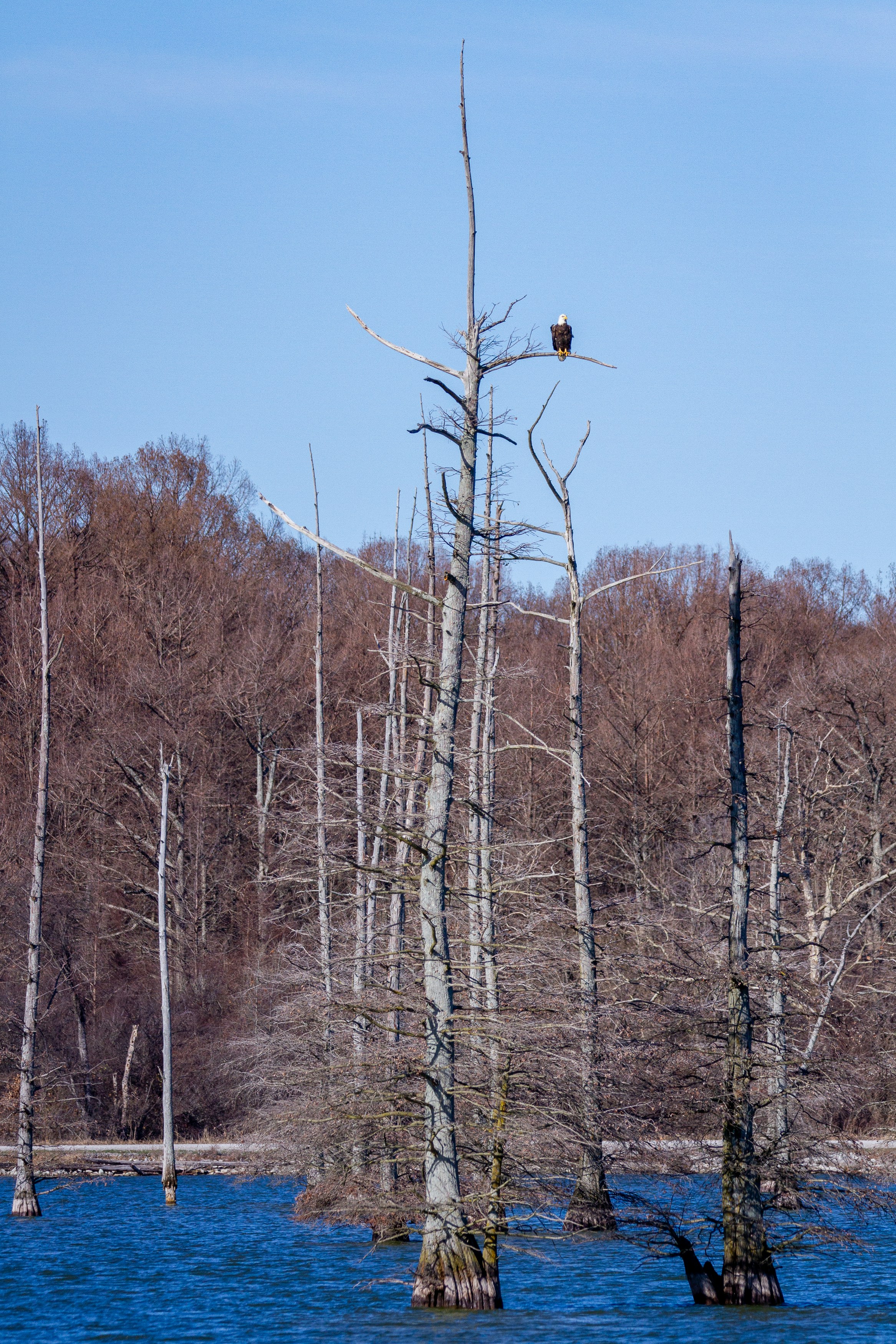 brown bare trees under blue sky during daytime