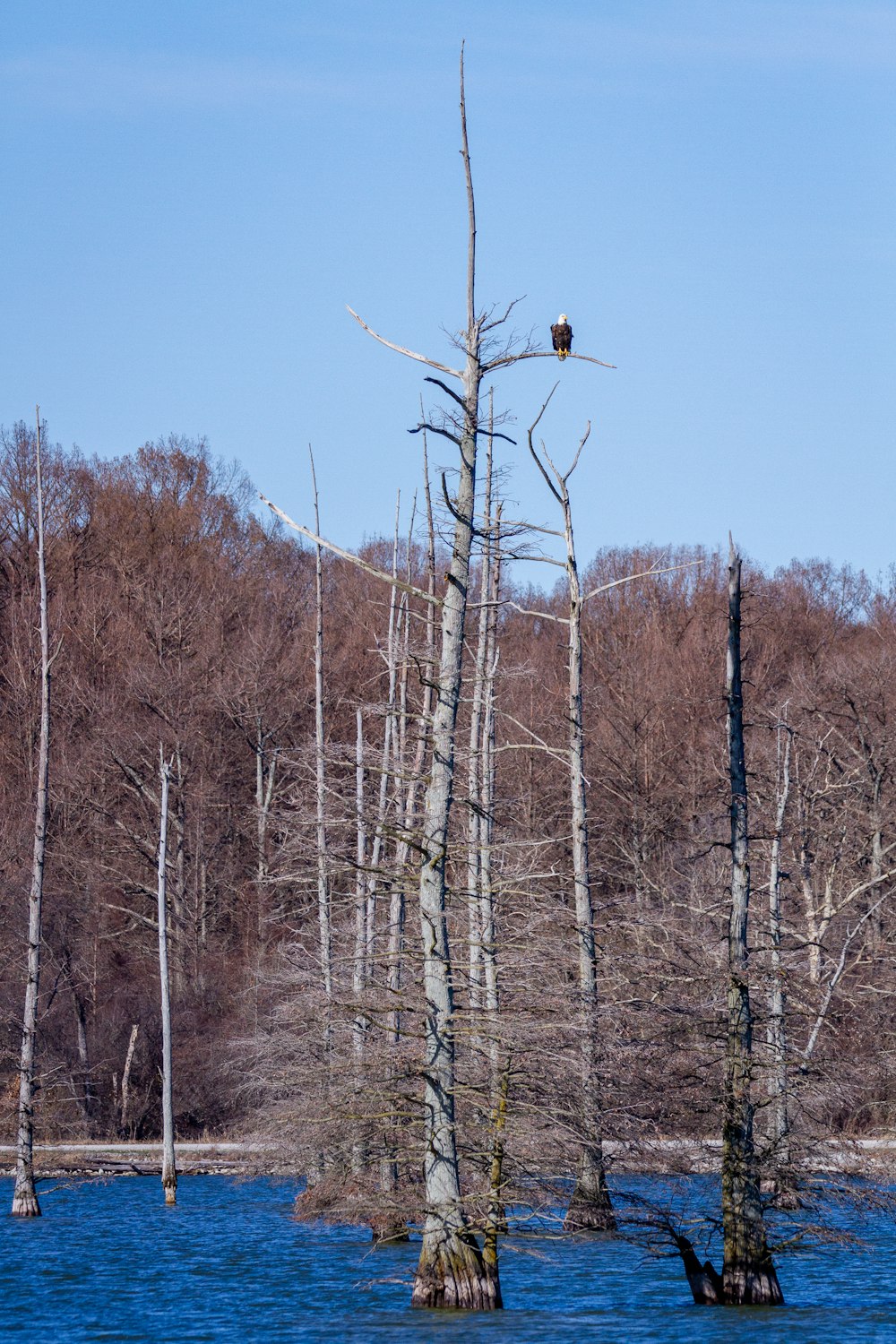 brown bare trees under blue sky during daytime