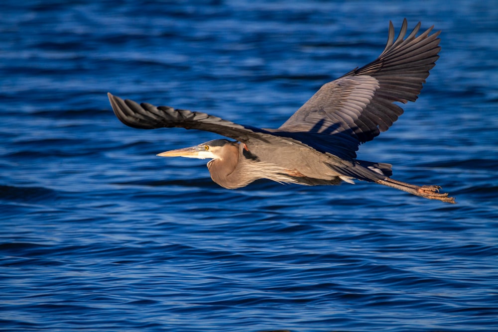 uccello bianco e nero che vola sopra il mare